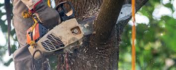 Best Tree and Shrub Care  in Adrian, MN