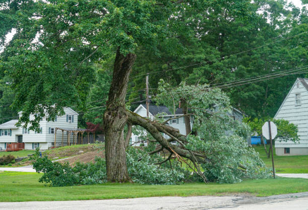 Best Root Management and Removal  in Adrian, MN