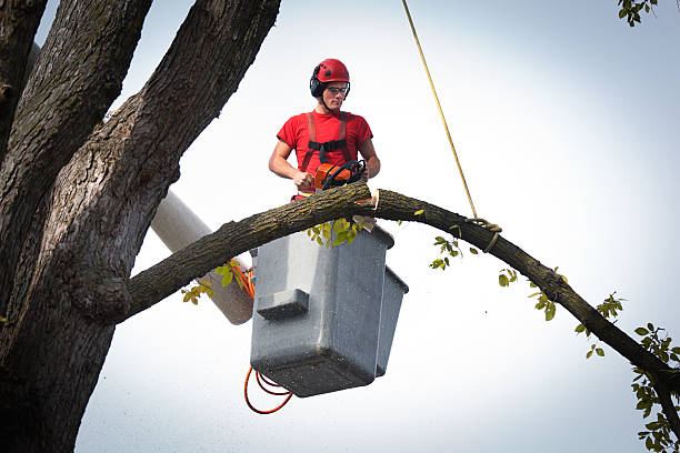 Best Tree Trimming and Pruning  in Adrian, MN