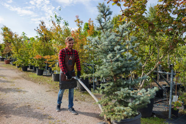 How Our Tree Care Process Works  in  Adrian, MN