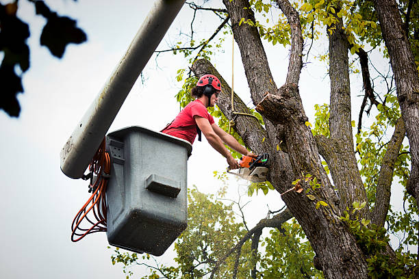 Best Palm Tree Trimming  in Adrian, MN