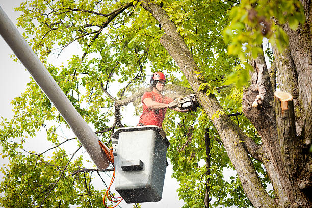 Best Stump Grinding and Removal  in Adrian, MN