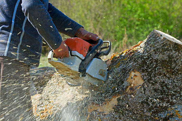 Best Arborist Consultation Services  in Adrian, MN